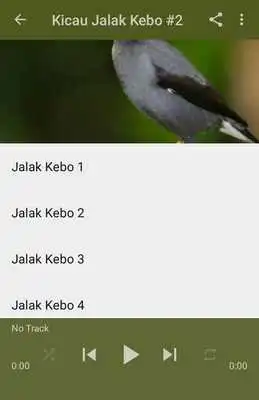 Play Kicau Jalak Kebo Gacor Pikat