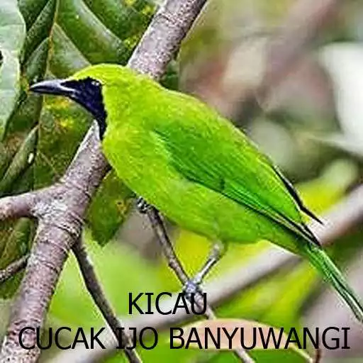 Run free android online Kicau-Kicau Cucak Ijo Banyuwangi APK