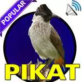 Free play online Kicau Kutilang Pikat JOSS APK