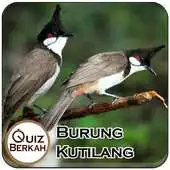 Free play online Kicau Masteran Kutilang Burung APK