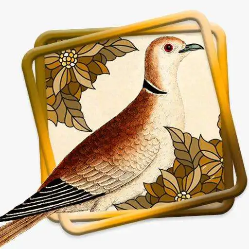 Play Kicau Perkutut Master ( Beautiful Turtledove) APK