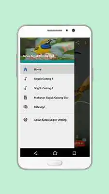 Play Kicau Sogok Ontong Mp3