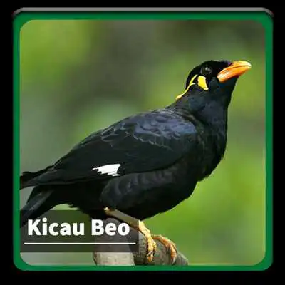 Play Kicau Suara Burung Beo