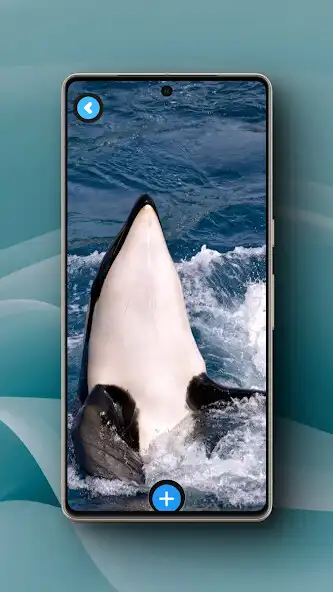 Play Killer Whale Wallpaper  and enjoy Killer Whale Wallpaper with UptoPlay