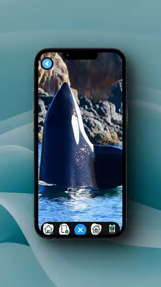 Play Killer Whale Wallpaper as an online game Killer Whale Wallpaper with UptoPlay