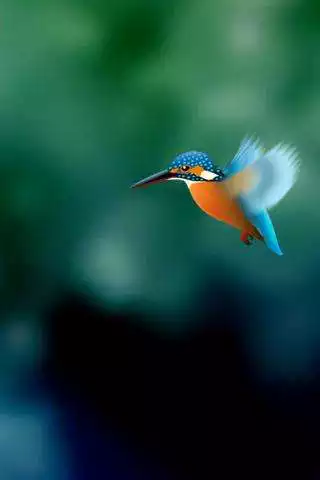 Play Kingfisher LiveWallpaper Trial