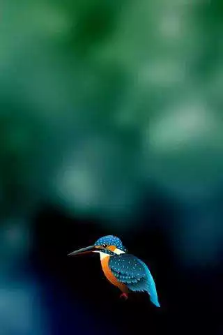 Play Kingfisher LiveWallpaper Trial