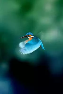 Play Kingfisher LiveWallpaper Trial