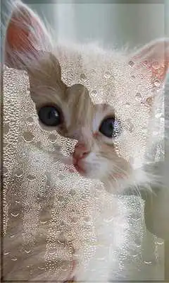 Play Kitty Cute live wallpaper