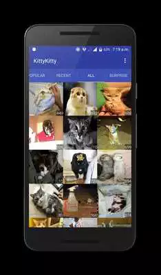 Play KittyKitty - Cat Pics