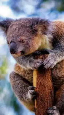 Play Koala Wallpapers HD