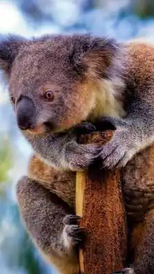 Play Koala Wallpapers HD