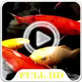 Free play online Koi Fish HD Video LWP APK