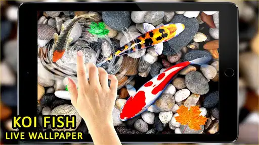 Play Koi Fish Live Wallpapers  and enjoy Koi Fish Live Wallpapers with UptoPlay