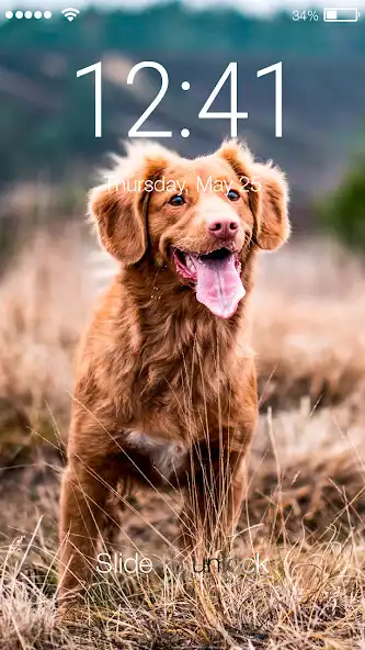 Play Labrador Dog Retriever Puppy Theme Screen Lock  and enjoy Labrador Dog Retriever Puppy Theme Screen Lock with UptoPlay