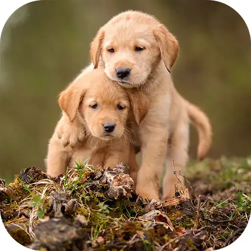 Play Labrador Live Wallpaper APK