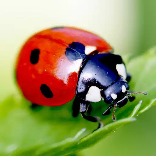 Play Ladybug Live Wallpaper APK