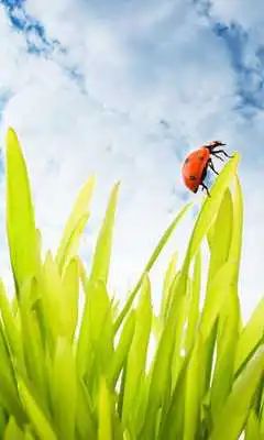 Play Ladybug Wallpaper Live HD