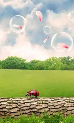 Play Ladybug Wallpaper Live HD