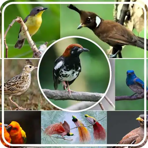 Play Latest Bird Chirping APK