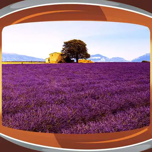 Free play online Lavender Live Wallpapers  APK