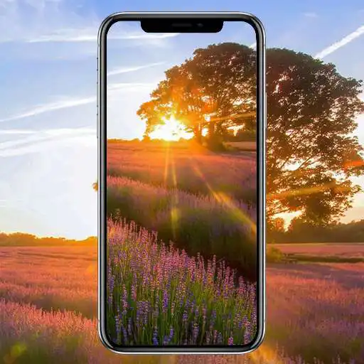 Play Lavender Sunset Wallpaper APK