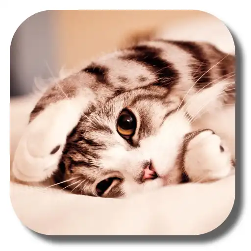 Play Lazy Cat Live Wallpaper APK