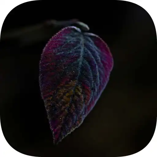 Play Leafe Wallpaper APK