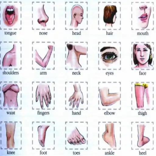 Play Learn Body Parts in English APK