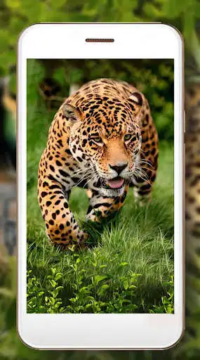 Play Leopard Jungle Live Wallpaper as an online game Leopard Jungle Live Wallpaper with UptoPlay