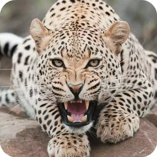 Free play online Leopard Live Wallpaper HD APK