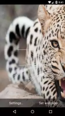 Play Leopard Live Wallpaper HD