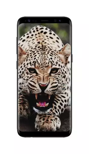 Play Leopard Live Wallpaper