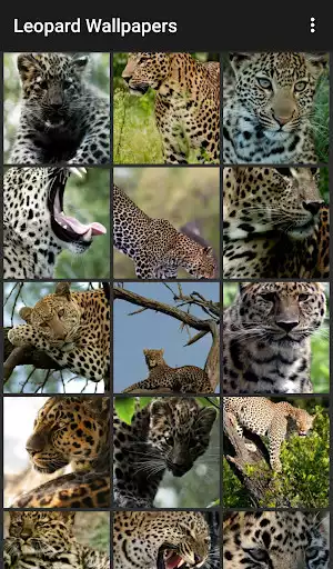 Play Leopard Wallpapers  and enjoy Leopard Wallpapers with UptoPlay