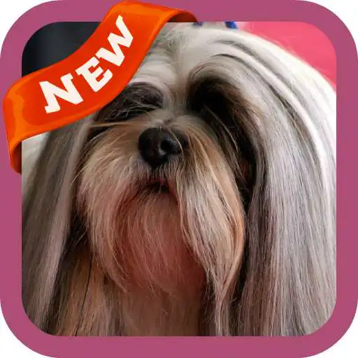 Free play online Lhasa Apso Wallpaper APK