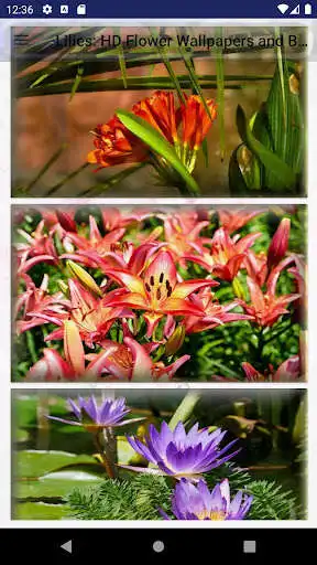 Play Lilies: HD Flower Wallpapers and Backgrounds  and enjoy Lilies: HD Flower Wallpapers and Backgrounds with UptoPlay