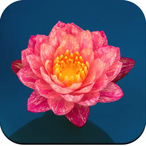 Free play online Lily Wallpaper APK