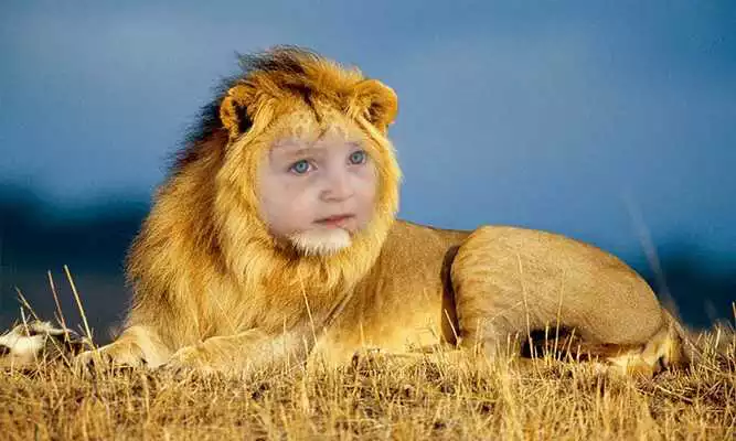 Play Lion Face Photo Editor