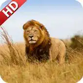 Free play online Lion Pack 2 Wallpaper APK