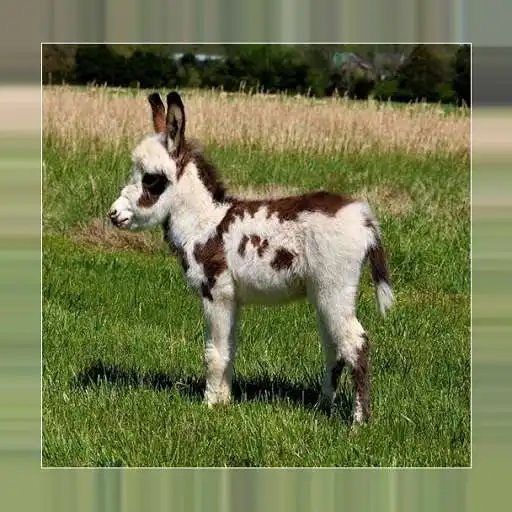 Play Little donkeys APK