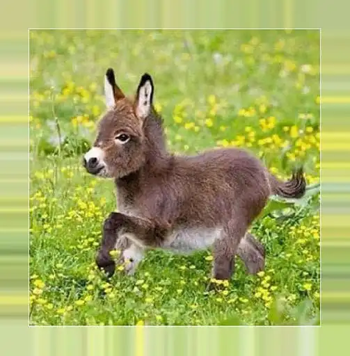 Play Little donkeys  and enjoy Little donkeys with UptoPlay