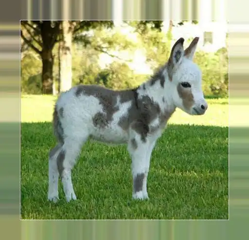 Play Little donkeys as an online game Little donkeys with UptoPlay