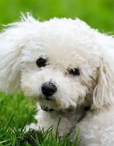 Play Little Info About The Maltese Bichon  and enjoy Little Info About The Maltese Bichon with UptoPlay