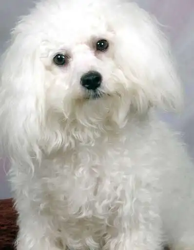 Play Little Info About The Maltese Bichon as an online game Little Info About The Maltese Bichon with UptoPlay