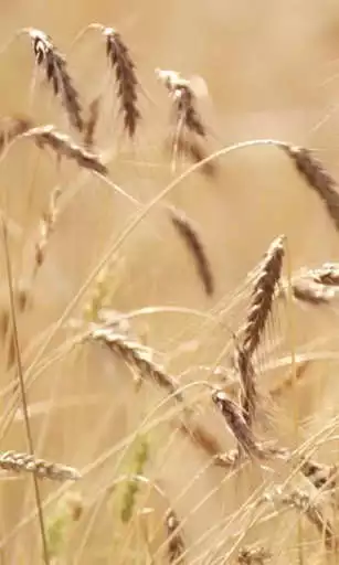 Play Live ears of wheat