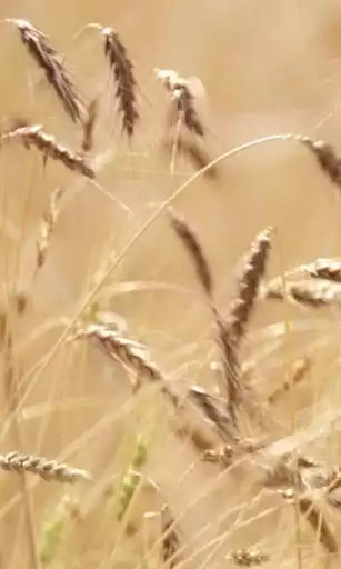 Play Live ears of wheat