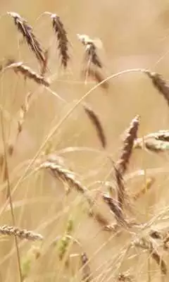 Play Live ears of wheat