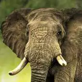 Free play online live elephant wallpaper APK