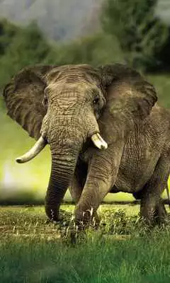 Play live elephant wallpaper