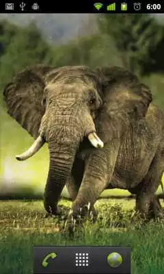 Play live elephant wallpaper